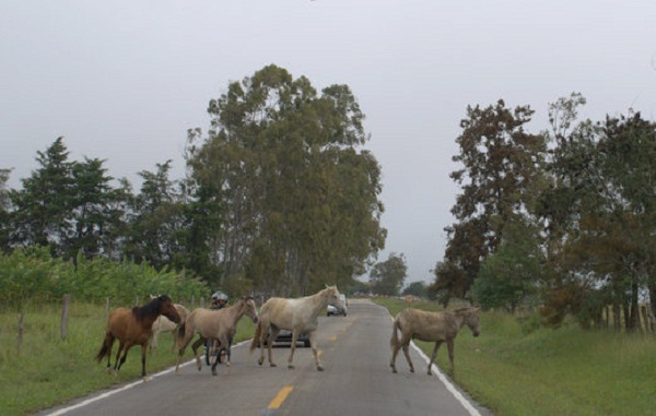 5animais em barraplanalto