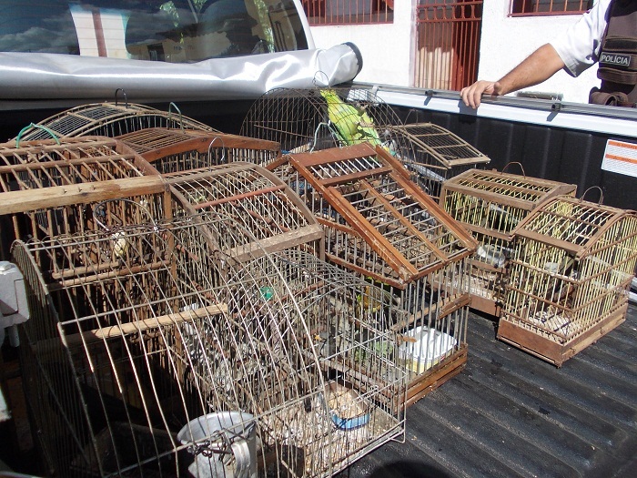 40 Aves nativas da fauna brasileira foram apreendidas em Barra Nova