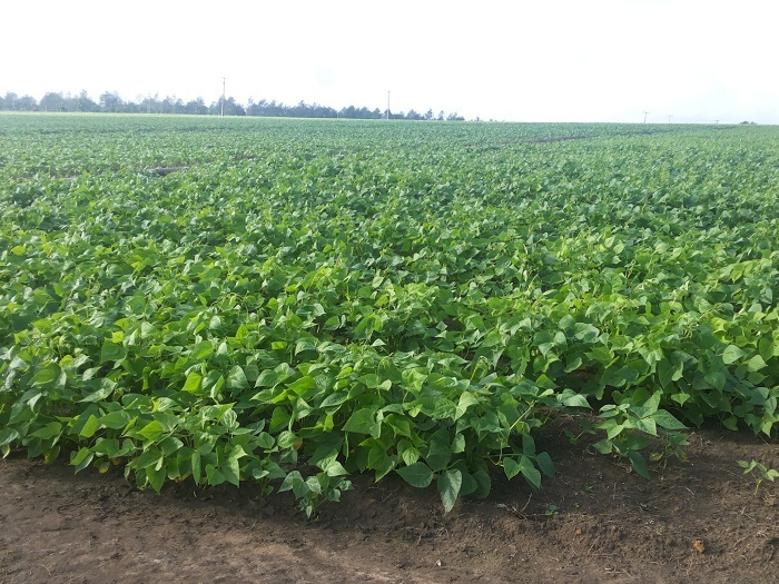 Plantação de feijão na Região do Coqueiros.